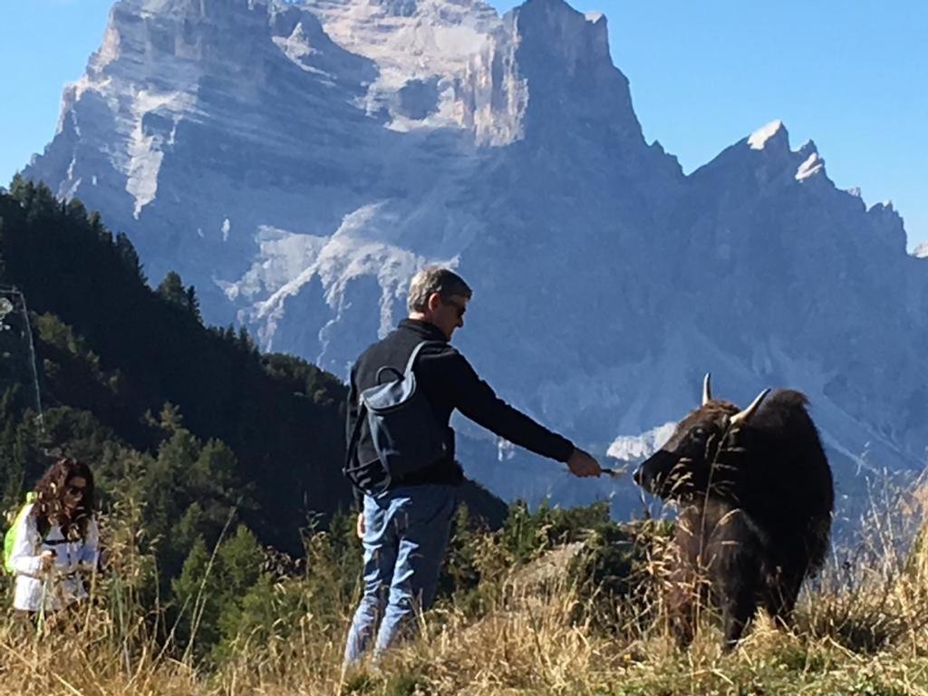 B&B Dolomitincanto Cesiomaggiore Ngoại thất bức ảnh